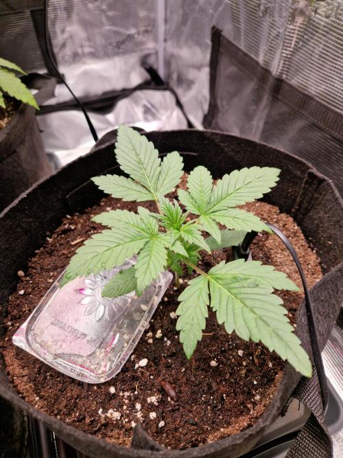 Frostbanger Auto F4. Week 2 - 2.6