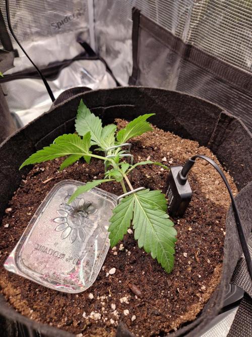 Frostbanger Auto F4. Week 2 - 2.6