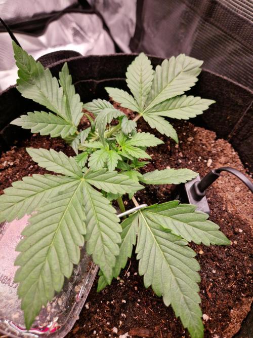 Frostbanger Auto F4. Week 2 - 4.6