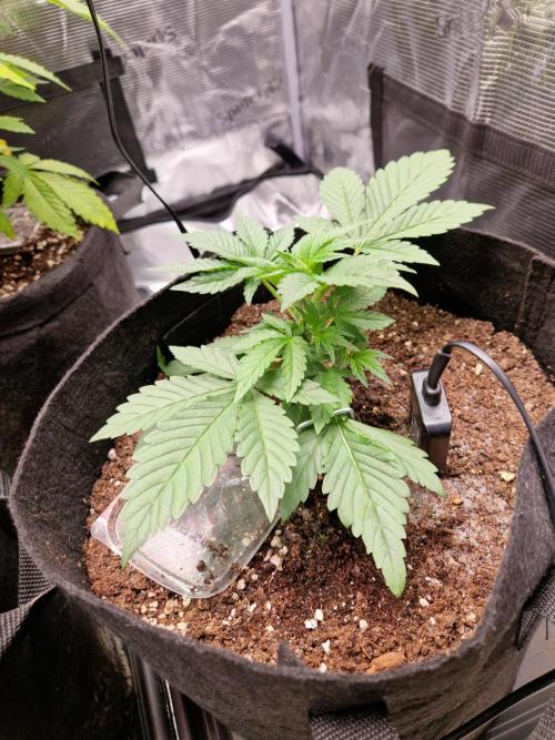 Frostbanger Auto F4. Week 2 - 6.6