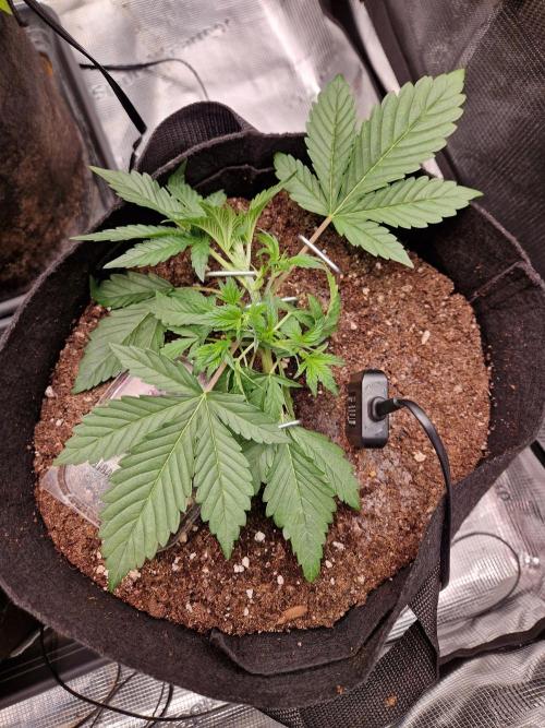 Frostbanger Auto F4. Week 2 - 6.6