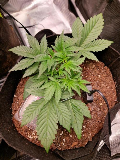 Frostbanger Auto F4. Week 2 - 7.6