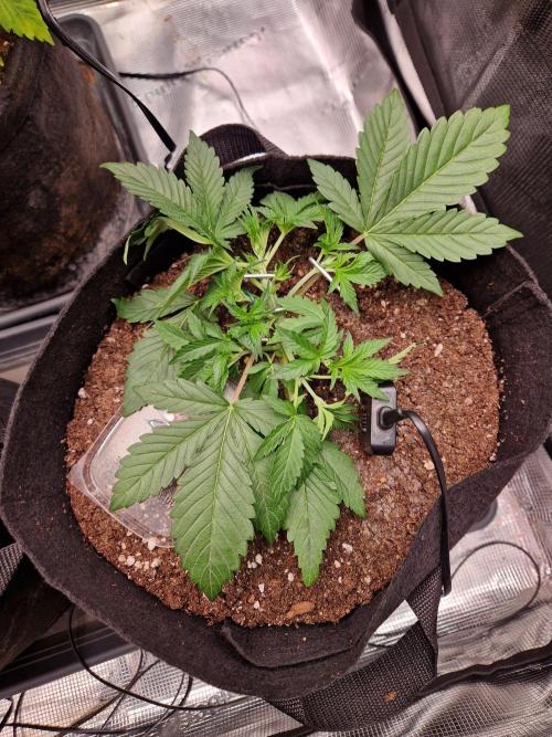 Grow Tent 3x3x6 (90cm x 90cm x 180cm). Week 2