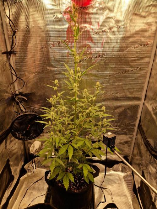 Sherbet Queen Auto. Week 5 - 2.6