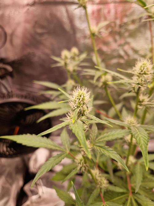 Sherbet Queen Auto. Week 5 - 2.6