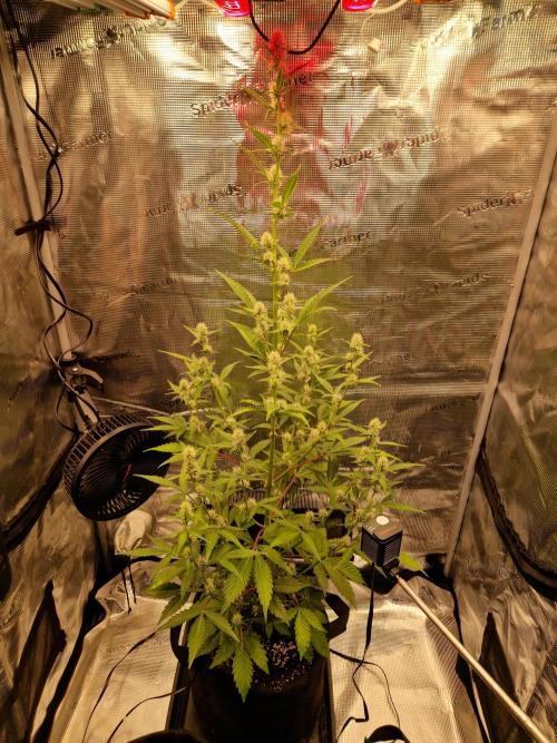 Sherbet Queen Auto. Week 5 - 4.6