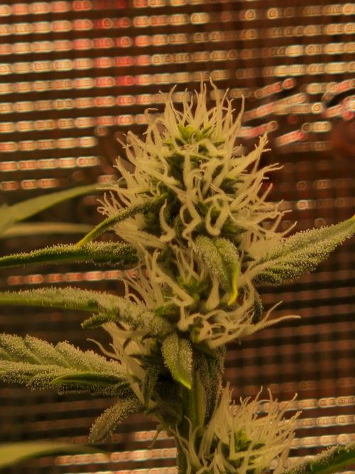 Sherbet Queen Auto. Week 5 - 4.6