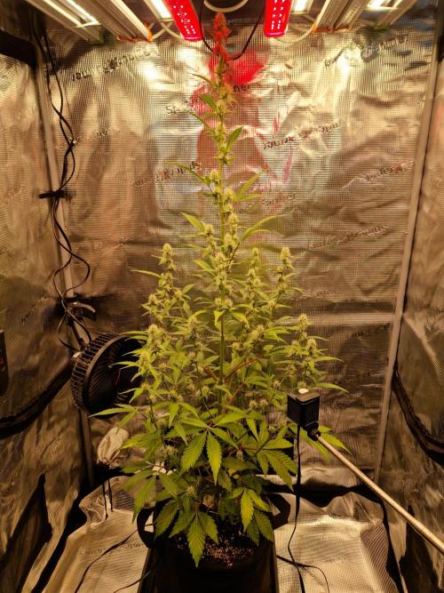 Sherbet Queen Auto. Week 5 - 6.6