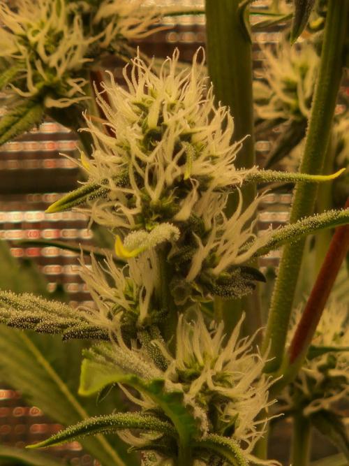 Sherbet Queen Auto. Week 5 - 4.6