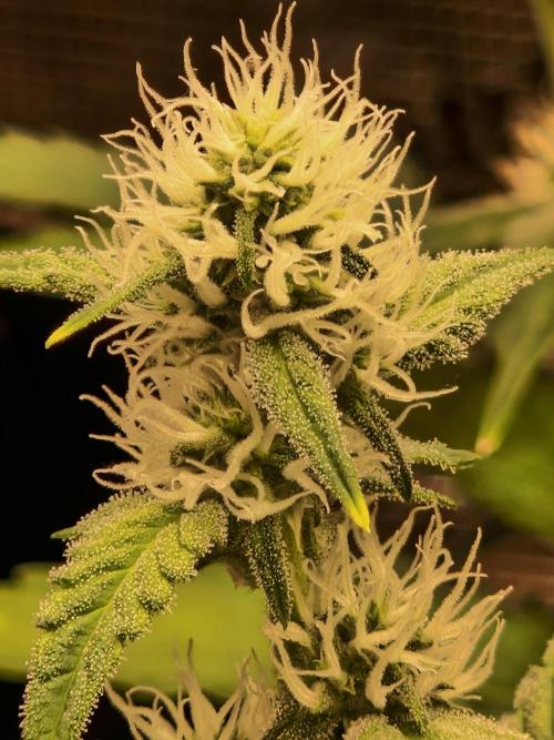 Sherbet Queen Auto. Week 5 - 6.6