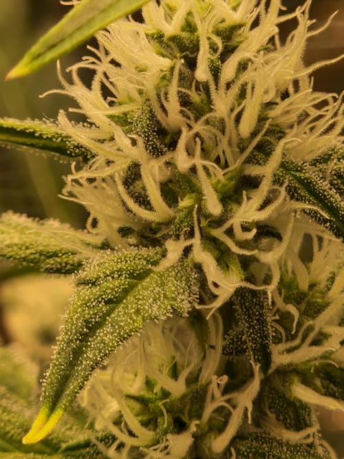 Sherbet Queen Auto. Week 5 - 6.6