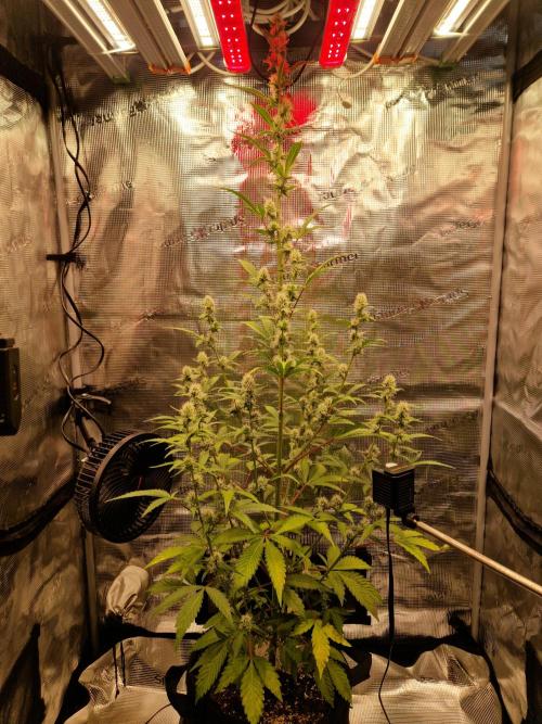 Sherbet Queen Auto. Week 5 - 7.6
