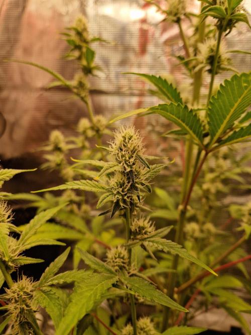 Sherbet Queen Auto. Week 5 - 7.6