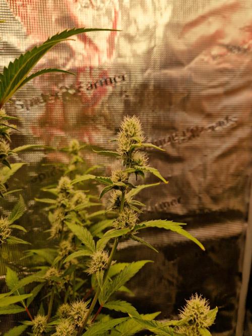 Sherbet Queen Auto. Week 5 - 7.6
