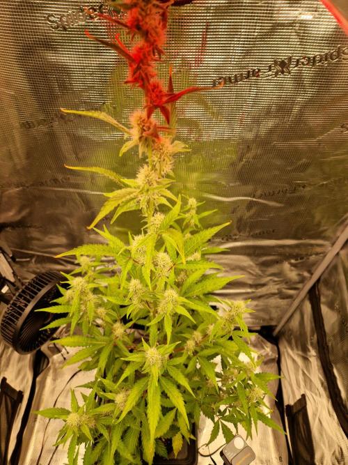 Sherbet Queen Auto. Week 5 - 7.6