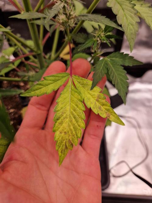 Sherbet Queen Auto. Week 5