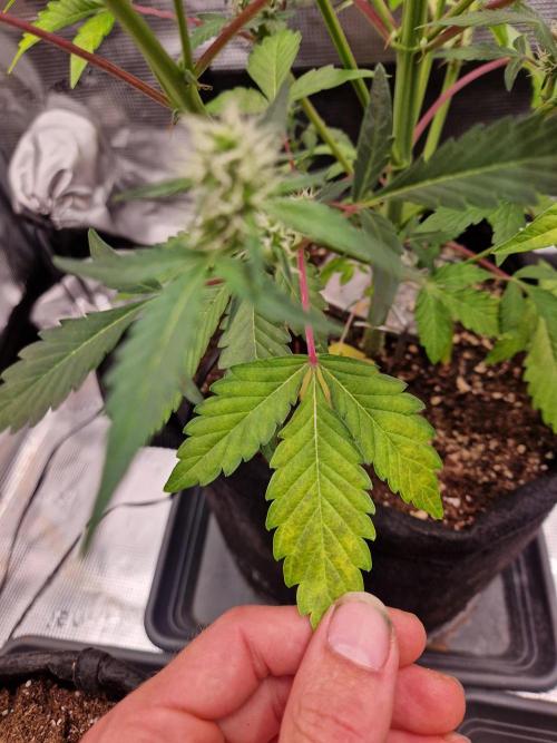 Sherbet Queen Auto. Week 5