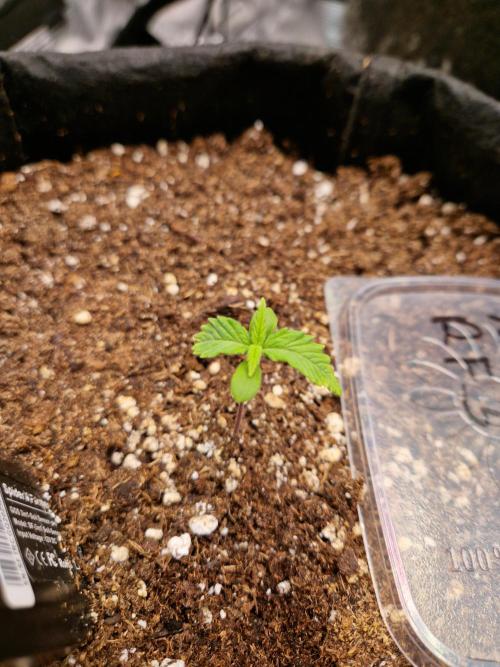 Mix Pack Auto RF3. Week 3 - 25.5