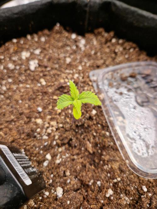 Mix Pack Auto RF3. Week 3 - 27.5