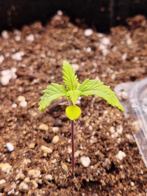 Mix Pack Auto RF3. Week 3 - 31.5