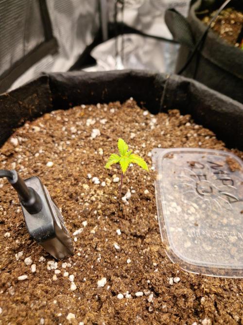 Mix Pack Auto RF3. Week 3 - 2.6