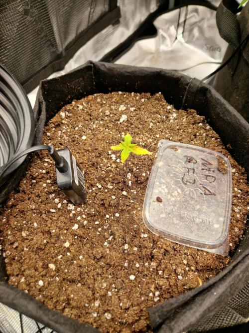 Mix Pack Auto RF3. Week 3 - 4.6