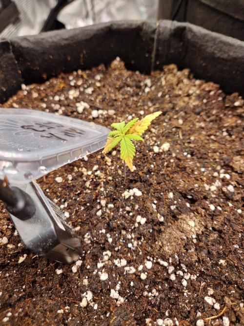 Mix Pack Auto RF3. Week 3 - 6.6