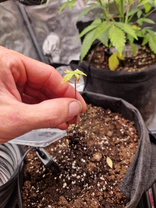 Mix Pack Auto RF3. Week 3