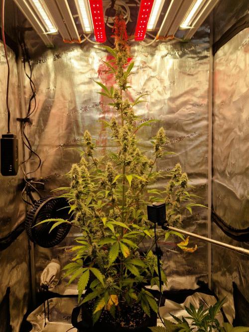 Sherbet Queen Auto. Week 6 - 14.6