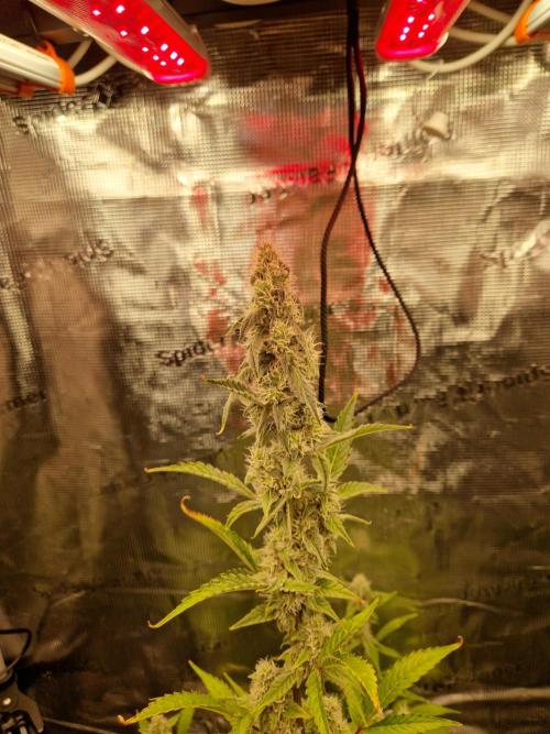 Sherbet Queen Auto. Week 6 - 14.6