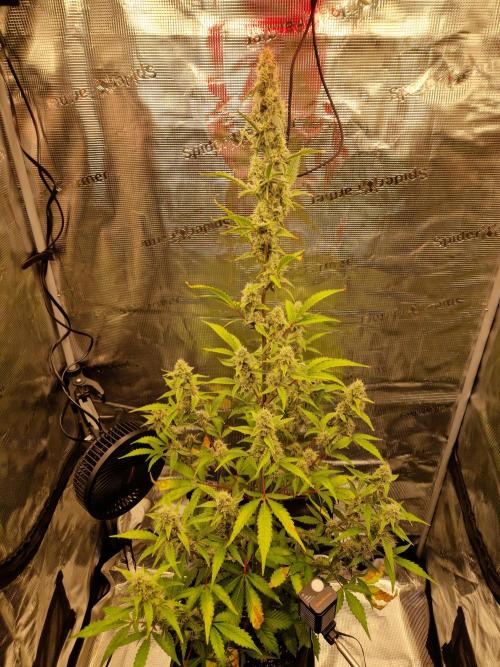 Sherbet Queen Auto. Week 6 - 14.6