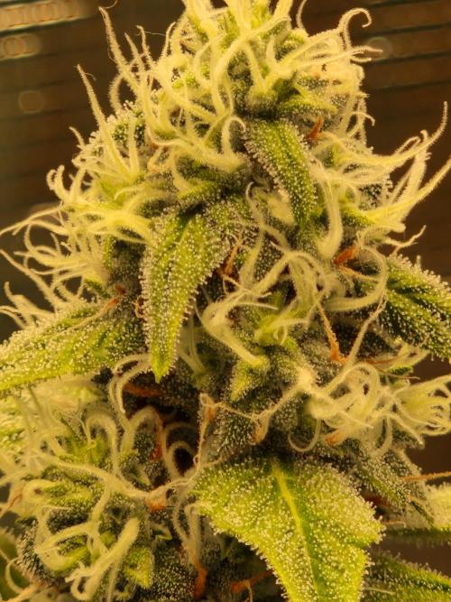 Sherbet Queen Auto. Week 6 - 14.6