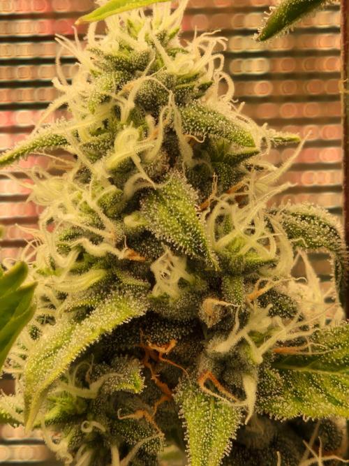 Sherbet Queen Auto. Week 6 - 14.6