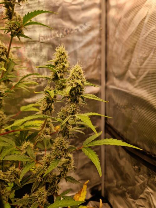 Sherbet Queen Auto. Week 6 - 14.6