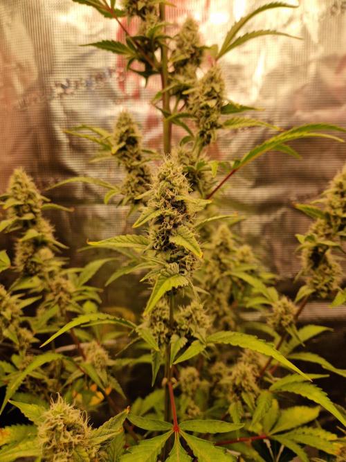 Sherbet Queen Auto. Week 6 - 14.6