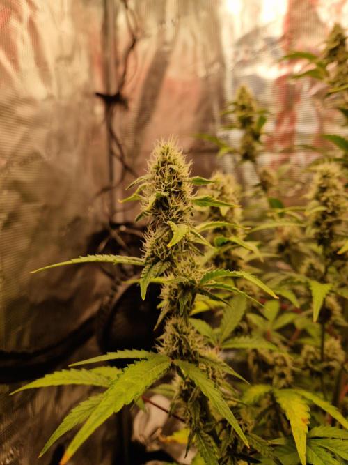 Sherbet Queen Auto. Week 6 - 14.6