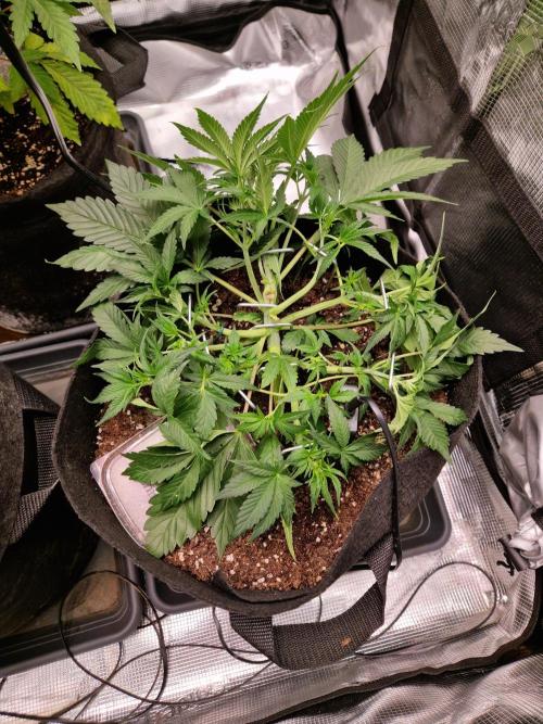 Frostbanger Auto F4. Week 3 - 14.6