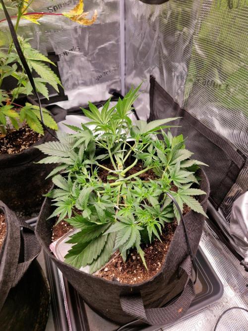 Frostbanger Auto F4. Week 3 - 14.6