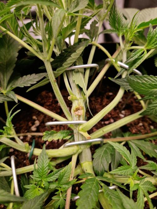 Grow Tent 3x3x6 (90cm x 90cm x 180cm). Week 3
