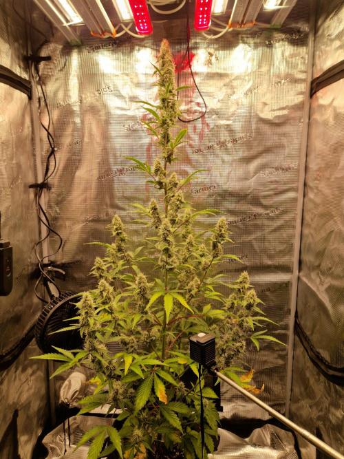 Sherbet Queen Auto. Week 7 - 15.6