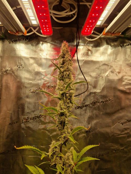 Sherbet Queen Auto. Week 7 - 15.6