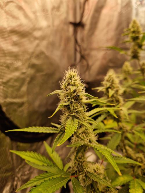 Sherbet Queen Auto. Week 7 - 15.6