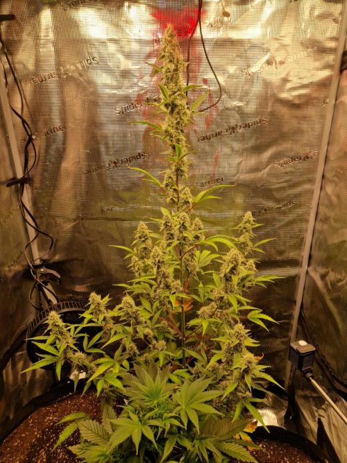 Sherbet Queen Auto. Week 7 - 16.6