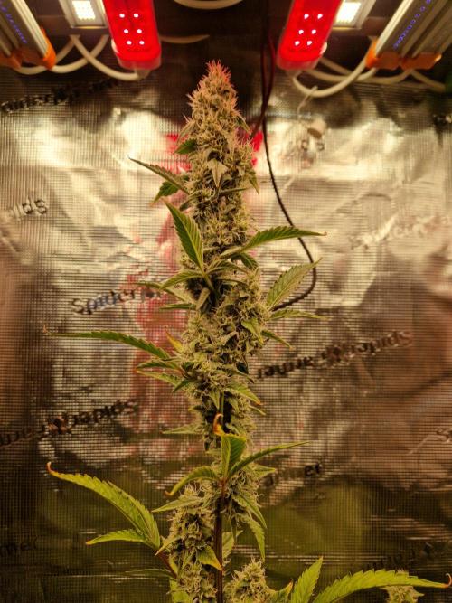 Sherbet Queen Auto. Week 7 - 16.6