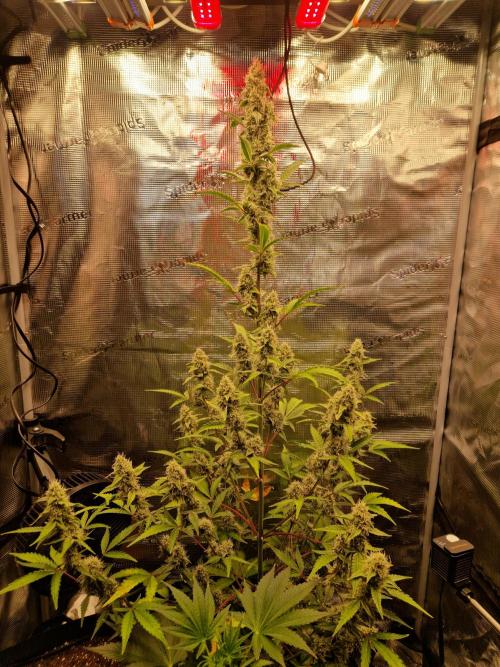 Sherbet Queen Auto. Week 7 - 17.6