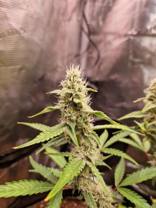 Sherbet Queen Auto. Week 7 - 17.6