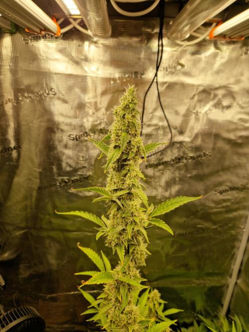 Sherbet Queen Auto. Week 7 - 18.6