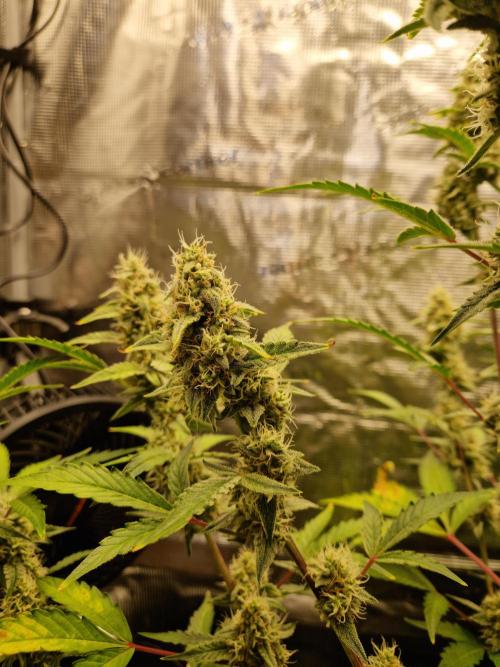 Sherbet Queen Auto. Week 7 - 18.6