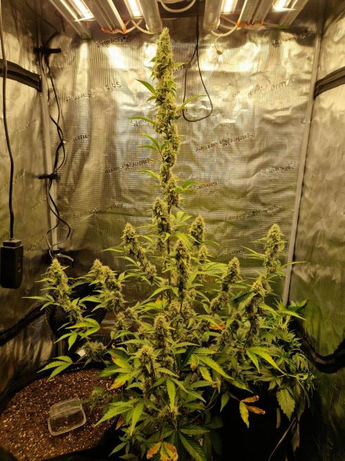 Sherbet Queen Auto. Week 7 - 18.6
