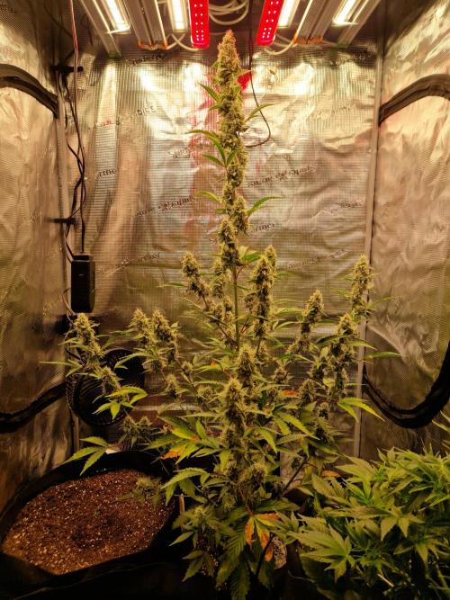Sherbet Queen Auto. Week 7 - 20.8